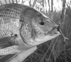 This bream was caught on a Lunker City soft plastic just after the floods – but baits are working well too.